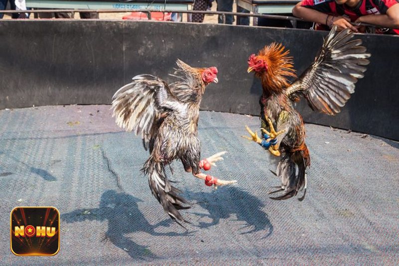 Đá Gà Online - Đá gà cựa sắt